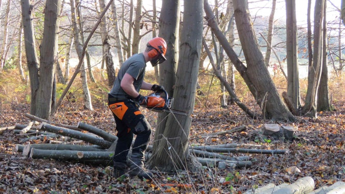 National Trust ranger wearing PPE carrying out coppicing works with a chainsaw at Sutton Hoo